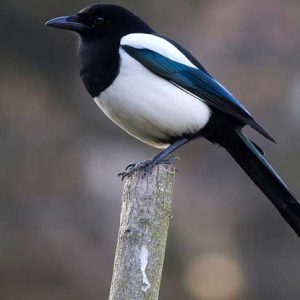 burung magpies