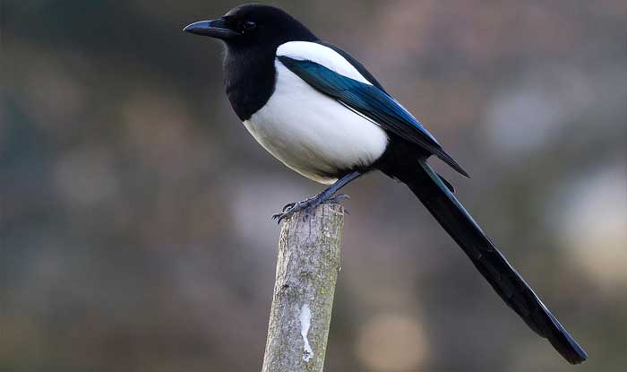 burung magpies