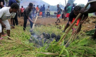 Tradisi Bakar Batu Suku Dani